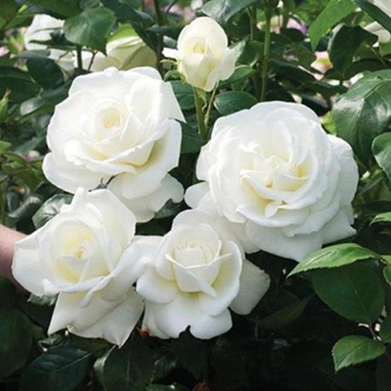 白色玫瑰花坦尼克白雪公主大花浓香切花月季花苗四季开花