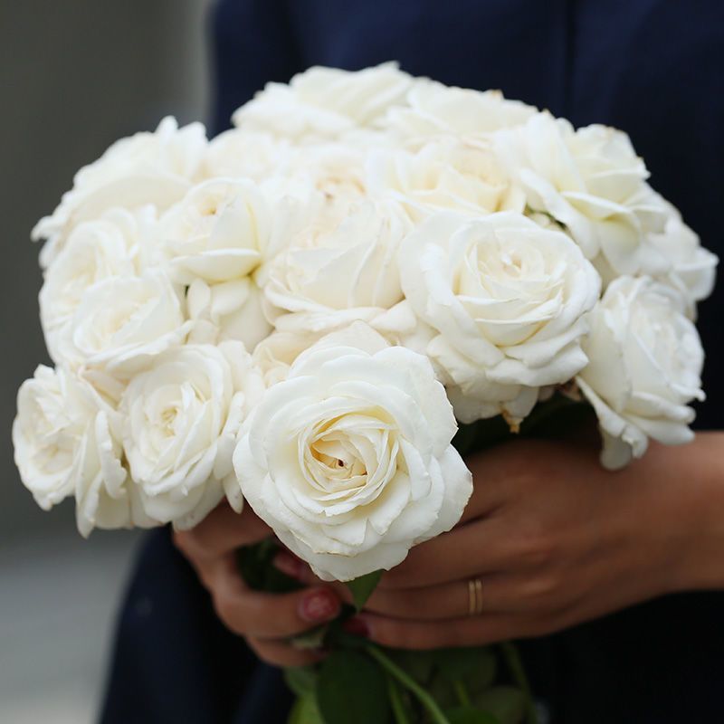 白色玫瑰花坦尼克白雪公主大花浓香切花月季花苗四季开花