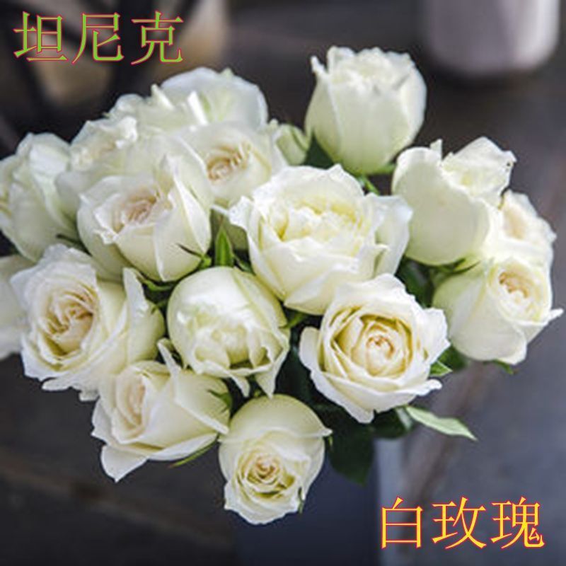 白色玫瑰花坦尼克白雪公主大花浓香切花月季花苗四季开花