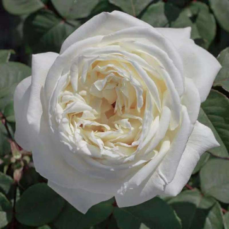 白色玫瑰花坦尼克白雪公主大花浓香切花月季花苗四季开花