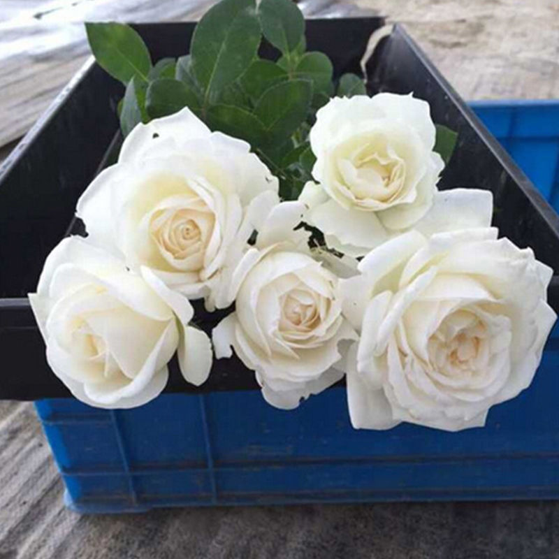 白色玫瑰花坦尼克白雪公主大花浓香切花月季花苗四季开花