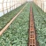 白色玫瑰花坦尼克白雪公主大花浓香切花月季花苗四季开花