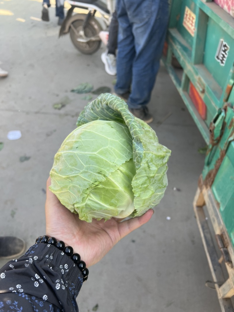 精品甘蓝可散装可袋装支持任何包装量大优惠！