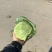 精品甘蓝可散装可袋装支持任何包装量大优惠！