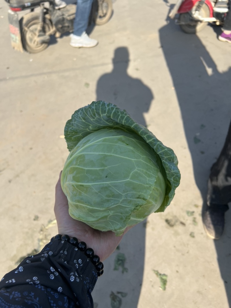 精品甘蓝可散装可袋装支持任何包装量大优惠！