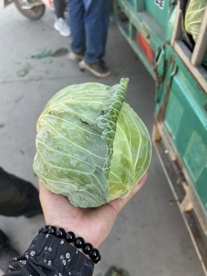 精品甘蓝可散装可袋装支持任何包装量大优惠！