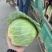 精品甘蓝可散装可袋装支持任何包装量大优惠！
