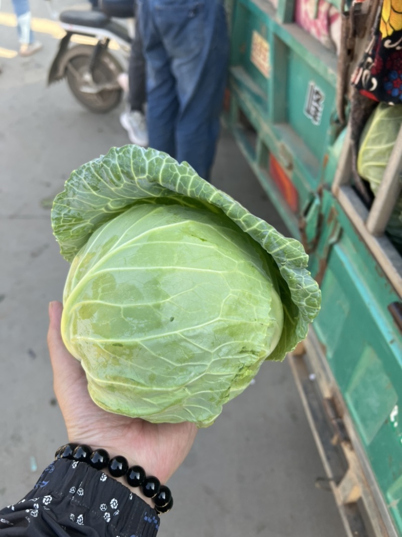 精品甘蓝可散装可袋装支持任何包装量大优惠！