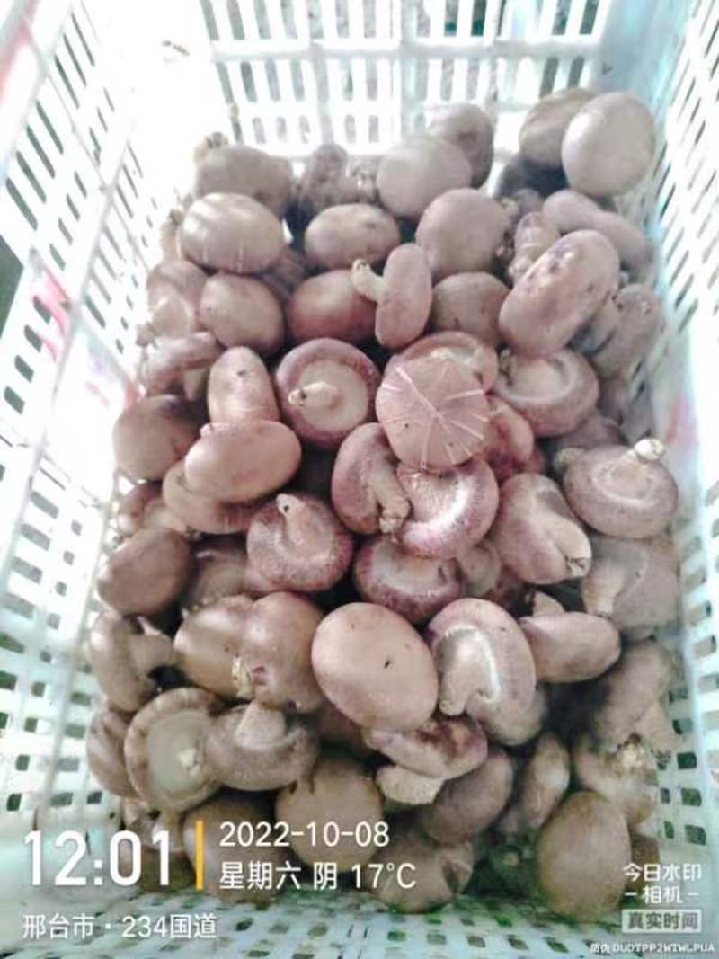 香菇产地发货四季有货等级分明货源稳定