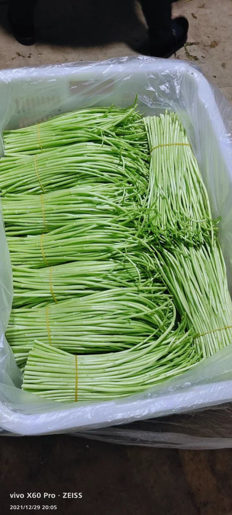 芦蒿