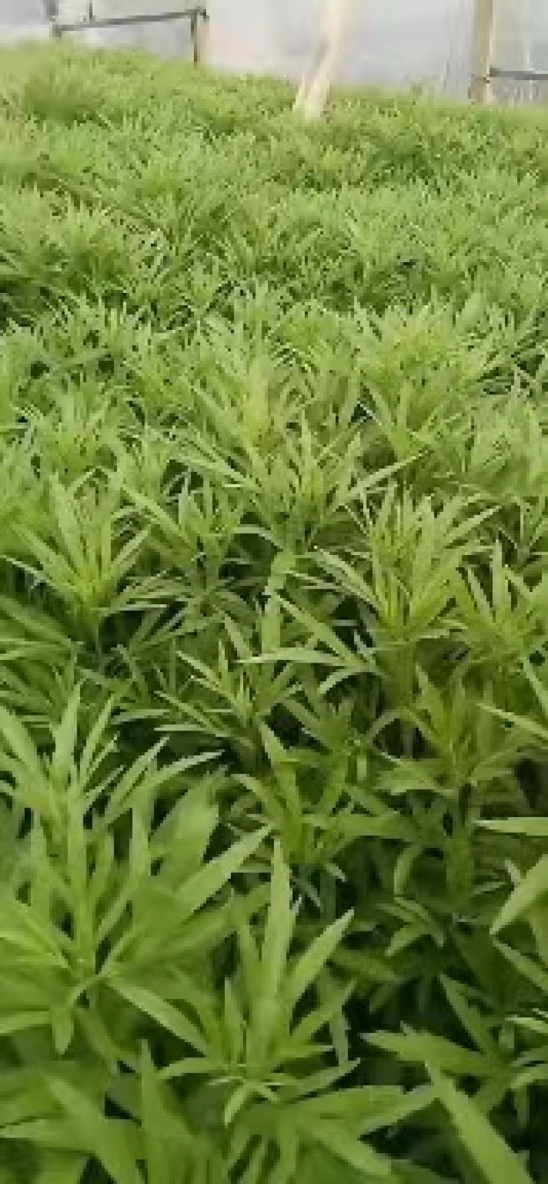 芦蒿