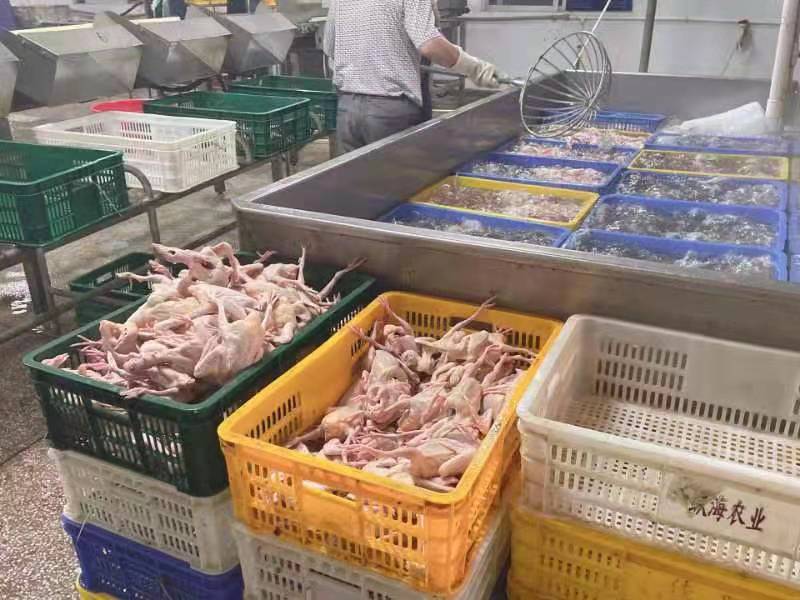 [热销中]乳鸽大量供货，一手货源，诚信经营，欢迎电询