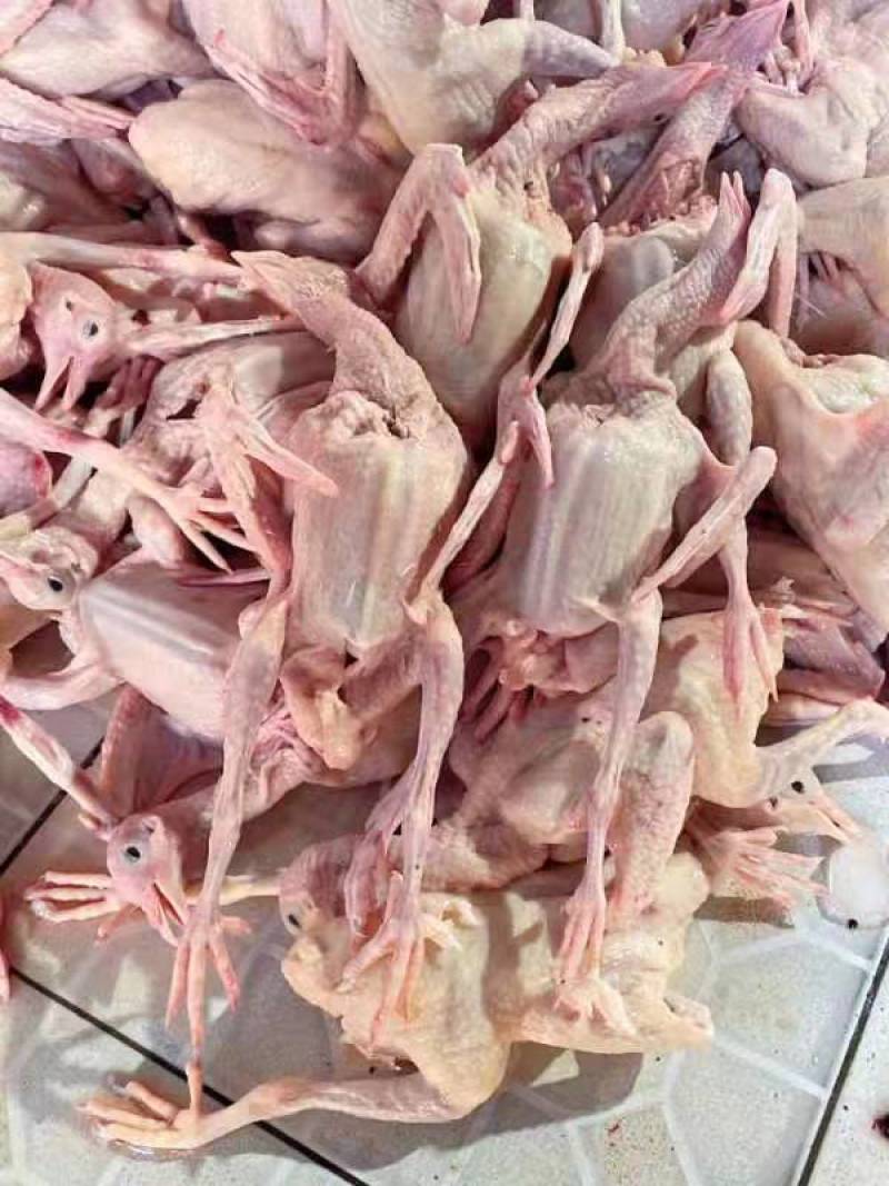 [热销中]乳鸽大量供货，一手货源，诚信经营，欢迎电询