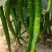砀山精品线椒菜面干净鲜亮无虫眼颜色正个头均匀