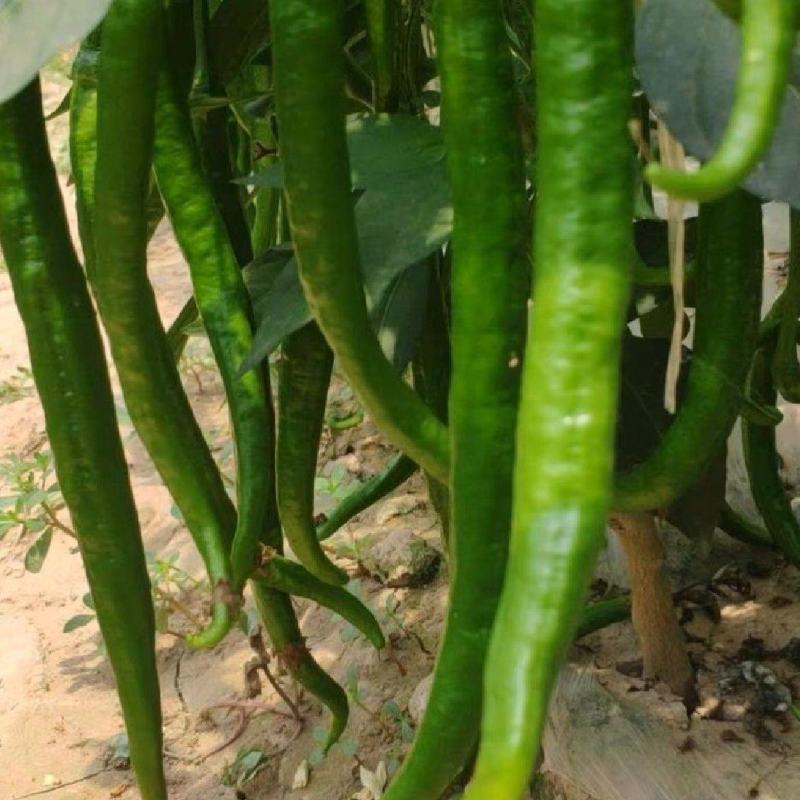 砀山精品线椒菜面干净鲜亮无虫眼颜色正个头均匀
