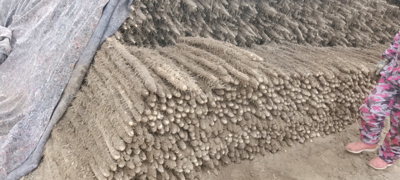 河南省安阳市内黄县沙土地山药大量上市