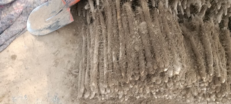 河南省安阳市内黄县沙土地山药大量上市