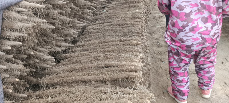 河南省安阳市内黄县沙土地山药大量上市