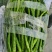 砀山精品线椒菜面干净鲜亮无虫眼颜色正个头均匀