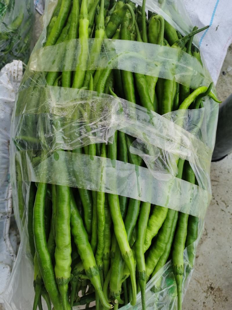 砀山精品线椒菜面干净鲜亮无虫眼颜色正个头均匀