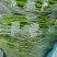 砀山精品线椒菜面干净鲜亮无虫眼颜色正个头均匀