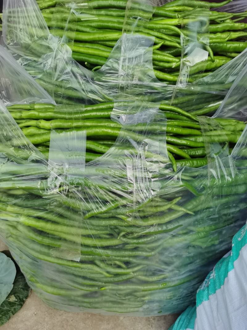 砀山精品线椒菜面干净鲜亮无虫眼颜色正个头均匀