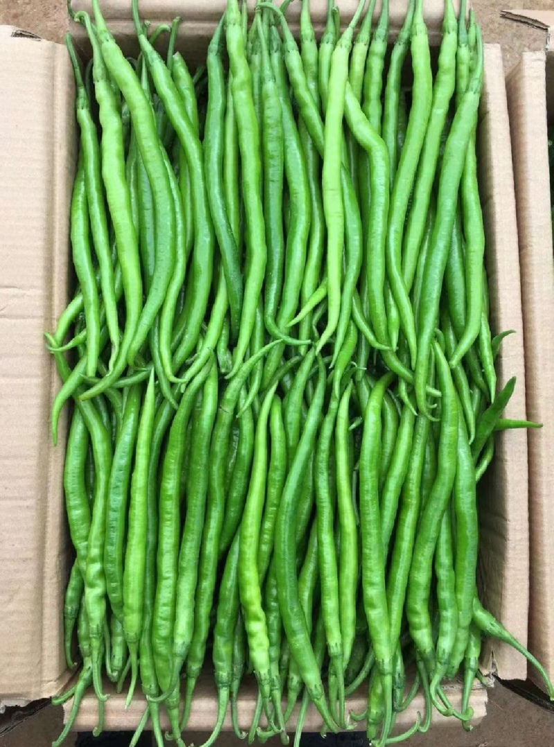 砀山精品线椒菜面干净鲜亮无虫眼颜色正个头均匀