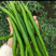 砀山精品线椒菜面干净鲜亮无虫眼颜色正个头均匀