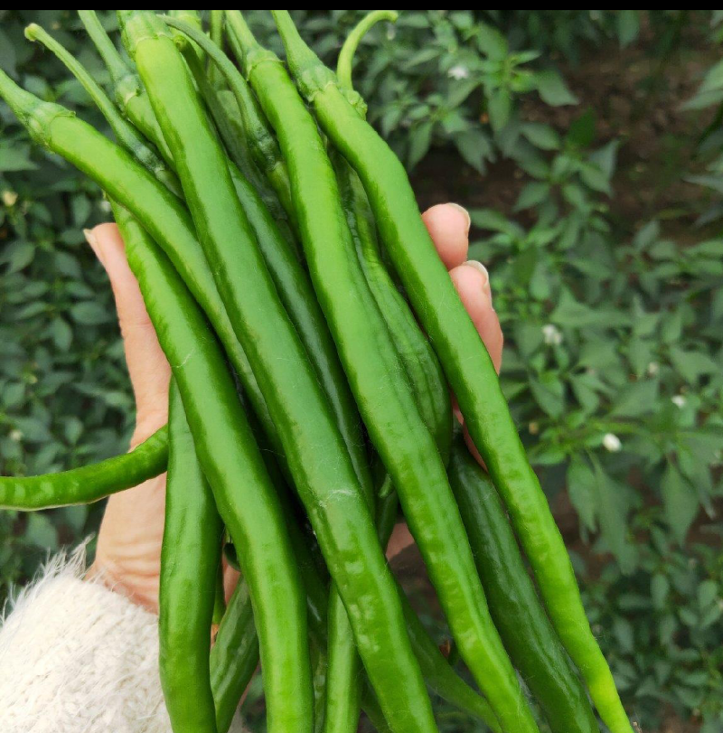 砀山精品线椒菜面干净鲜亮无虫眼颜色正个头均匀