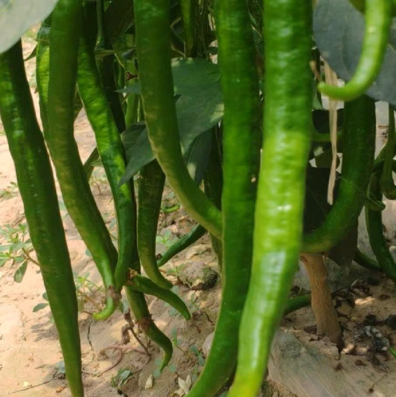 砀山精品线椒菜面干净鲜亮无虫眼颜色正个头均匀