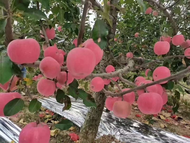 陕西延安宜川精品套袋红富士苹果个头大，颜色红，口感超甜