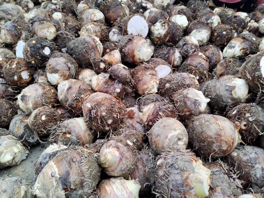 展示各种荔浦芋头深加工产品,如芋泥、芋圆、芋头糕、芋头奶昔等 荔浦芋头深加工产品展示图