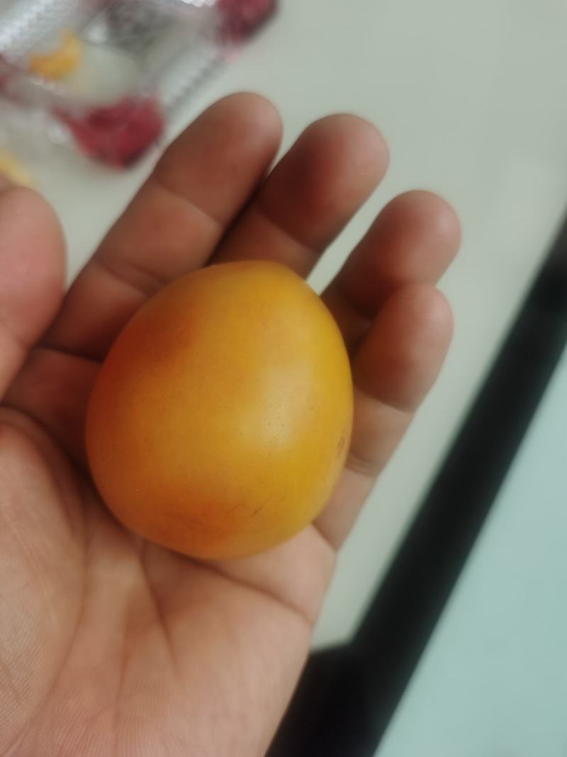 金西梅果肉淡黄色，质硬，味道香甜，属离核品种