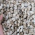 白芍白芍片无硫生芍药白芍粉中草药白芍规格齐全