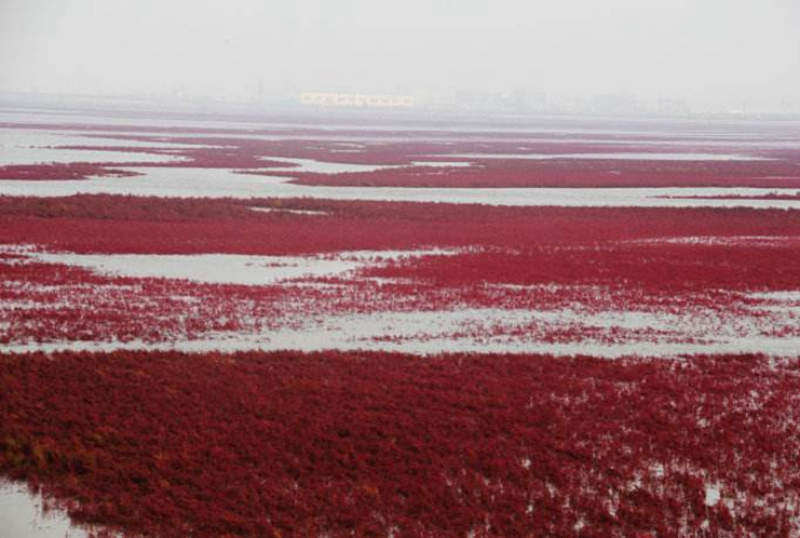 碱蓬草种子盐地碱蓬土壤改善沙地荒地盐碱治理护坡红色