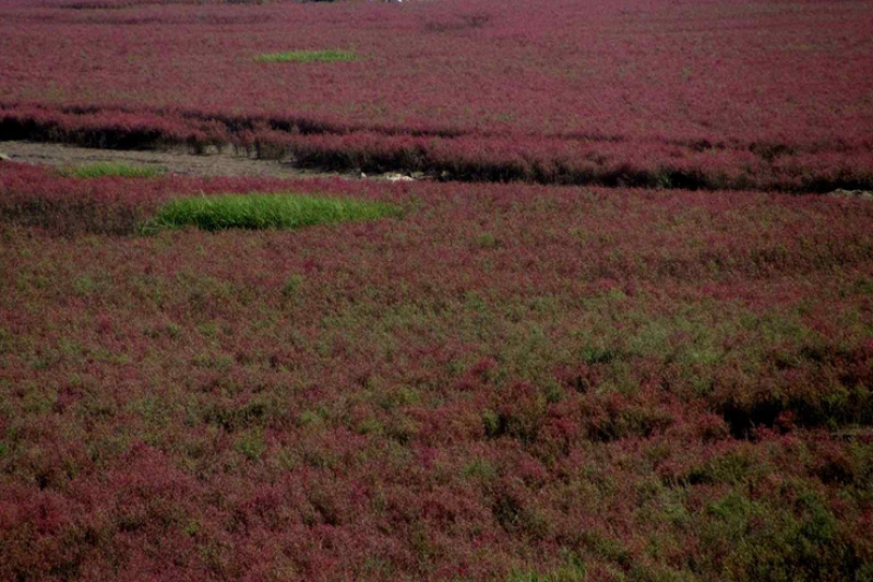 碱蓬草种子盐地碱蓬土壤改善沙地荒地盐碱治理护坡红色