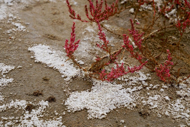 碱蓬草种子盐地碱蓬土壤改善沙地荒地盐碱治理护坡红色