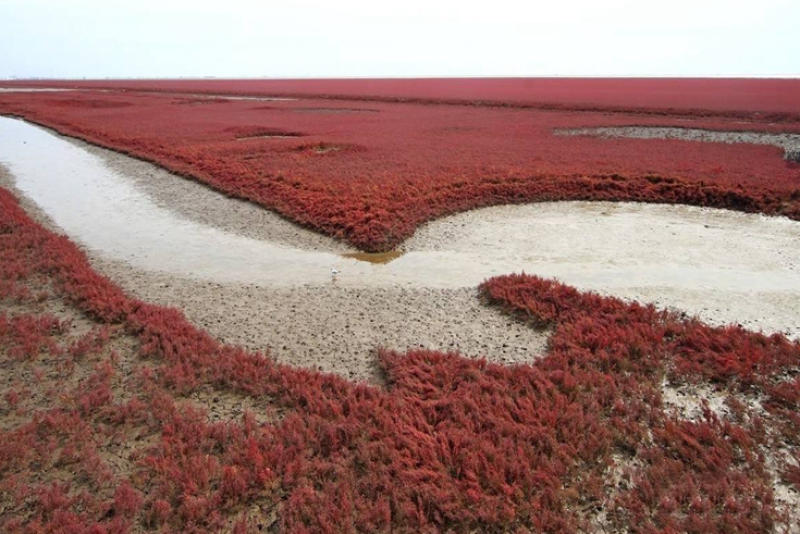 碱蓬草种子盐地碱蓬土壤改善沙地荒地盐碱治理护坡红色