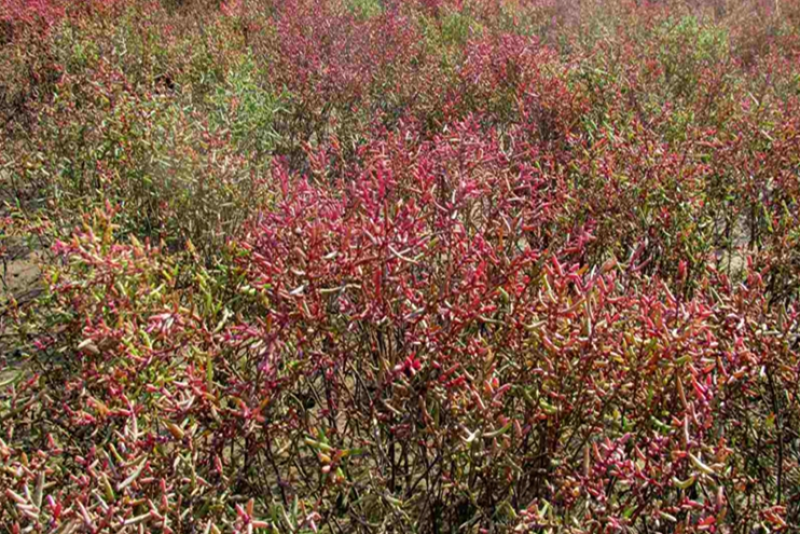 碱蓬草种子盐地碱蓬土壤改善沙地荒地盐碱治理护坡红色