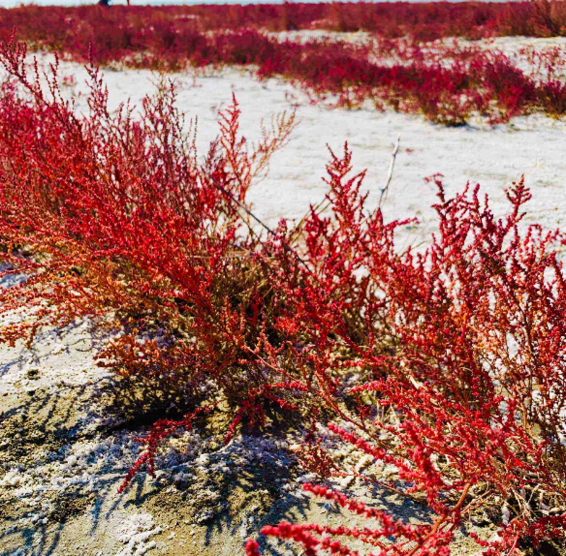 碱蓬草种子盐地碱蓬土壤改善沙地荒地盐碱治理护坡红色