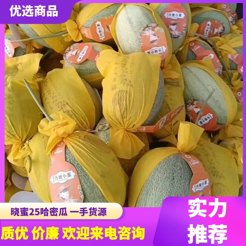 民勤蜜瓜，哈密瓜晓蜜25金色年华，一手货源