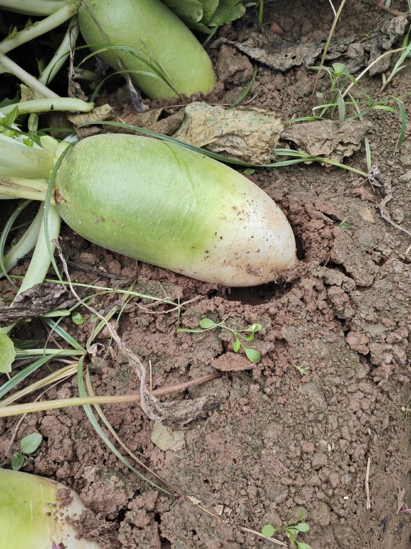 【青萝卜】开封萝卜基地货，现挖现卖，欢迎各位老板前来收购