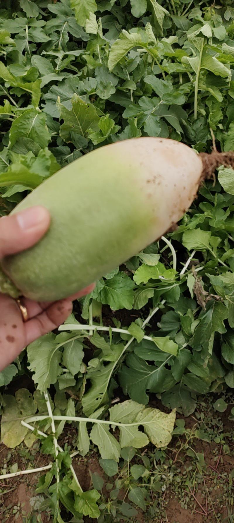 【青萝卜】开封萝卜基地货，现挖现卖，欢迎各位老板前来收购