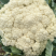 河北有机菜花大量上市小米花白花松散度好价格优惠