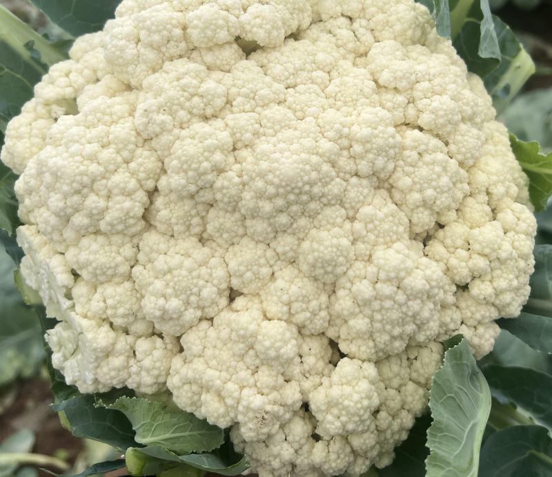 河北有机菜花大量上市小米花白花松散度好价格优惠