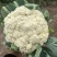 河北有机菜花大量上市小米花白花松散度好价格优惠