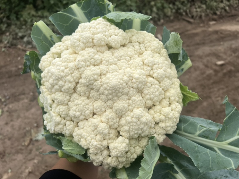 河北有机菜花大量上市小米花白花松散度好价格优惠