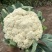 河北有机菜花大量上市小米花白花松散度好价格优惠