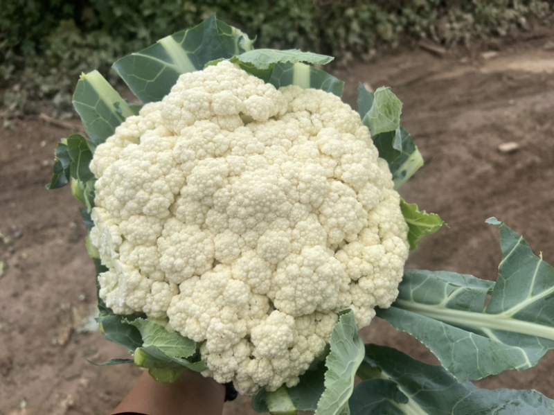 河北有机菜花大量上市小米花白花松散度好价格优惠
