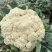 河北有机菜花大量上市小米花白花松散度好价格优惠